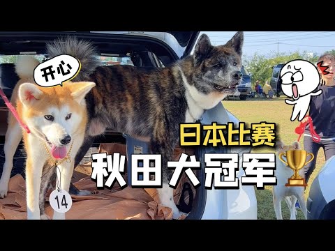 🏆在日本參加秋田犬比賽，勇奪第一！