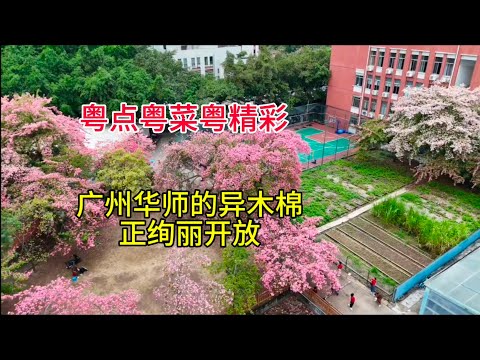 粤点粤菜粤精彩，广州华师异木棉正绚丽开放，粤语中字幕2024-11-25