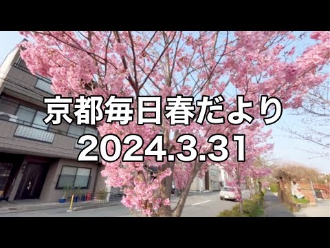 【2024.3.31】京都春の訪れを毎日更新中