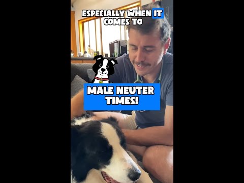 Dr Evan - What they didn't tell you about Neutering your male pet! 🐶🐱