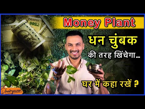 सुख समृद्धि के लिए घर में Money Plant कहाँ रखें । Money Attraction plant By Dhairyawan #moneyplant