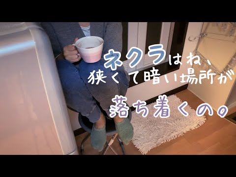 一人暮らしのリアル晩ごはん。作り置きを駆使する日