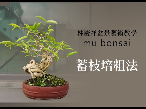 概念篇∣盛夏∣蓄枝培粗法 ◤林慶祥盆景藝術教學◢ Bonsai in Taiwan