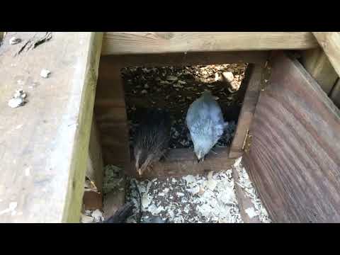 Moving Chicks Outside | Outside Chick Brooder #backyardchickens #chicken #chicks