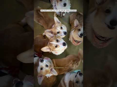 A DAY IN THE LIFE OF ISLA #CORGIS OF #SIARGAO 🐕‍🦺🤗 Full vid on Tiktok: @colzvidal #islandcorgis