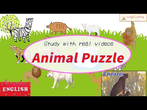 [ English ] Animal puzzles & live-action videos12 for kids toddler Flashcard Videos