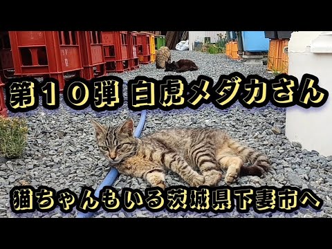 第１０弾 白虎メダカさん　猫ちゃんもいる茨城県下妻市へ！！#メダカ #めだか #改良メダカ #茨城メダカ #ねこ #ネコ #猫 #メダカ屋 #白虎メダカ#下妻メダカ #めだか販売