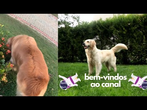 Golden retriever ! Animais com carinho .