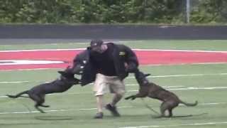 School Protection Dogs - A Message From Mark Gomer