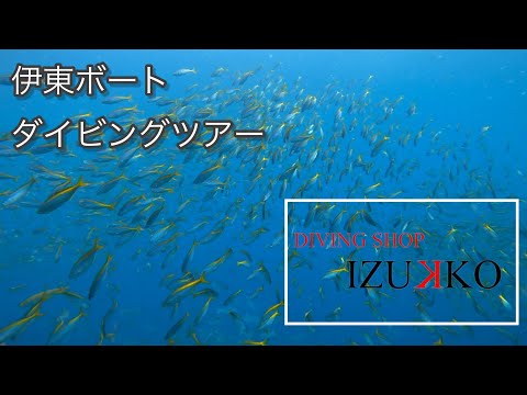 伊東2ボートツアー、期間限定ポイント五島根&白根！群れすぎー！