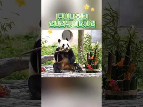 FUBAO2024.06.12 #panda #cute #fubao #animals #pets #funny #love