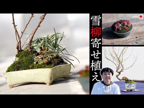 A group of snow willows. Creating a landscape in a different pot [Bonsai Q]