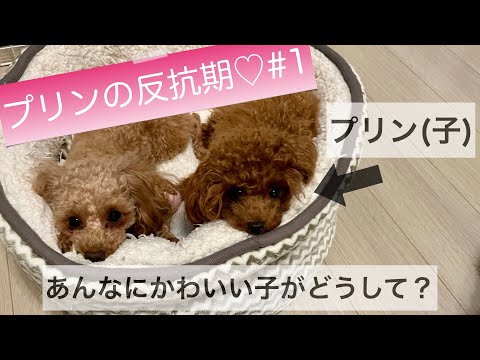 トイプードルの子犬が、父犬の耳を噛んで引きずる！【プリンの反抗期♡#1】