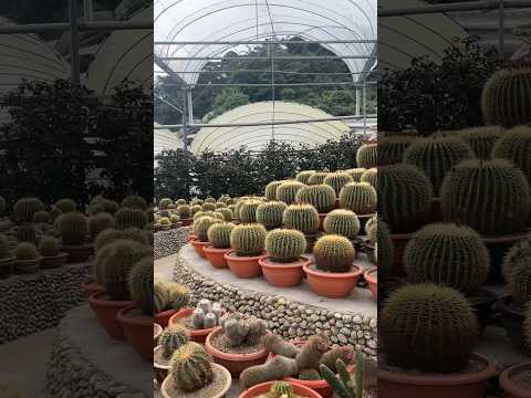 Cactus point at Cameron Highlands