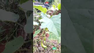 Amazing Organic Brinjal Farming at Home #shorts #viral #trending #fresh #organic #brinjal #farming