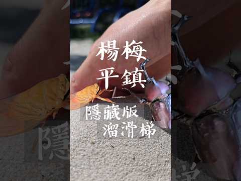 綠色生態步道之隱藏版溜滑梯