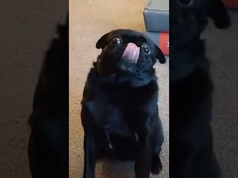 insanely sweet adorable pug 2 fall in love with #adorable #cute #perfect #dog #doglover #funwithpets