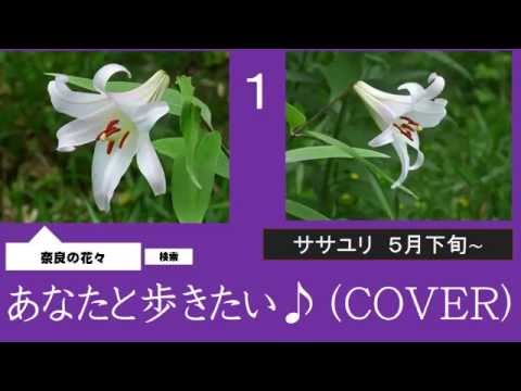 あなたと歩きたい　３　しいの乙吉　♪（COVER