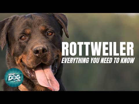 Rottweiler Dogs 101 Everything You Need To Know