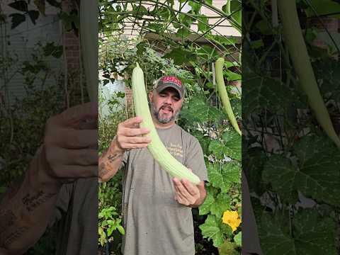 Armenian Cucumbers are Awesome || DHBG