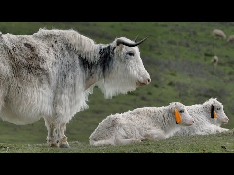 China's Wild Yaks: The Secret To Feeding a Booming Population (4K Documentary) | China's Wild West