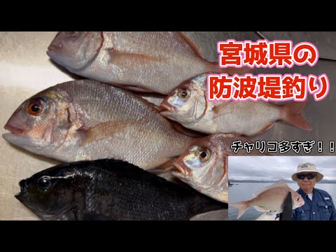 【宮城県の防波堤釣り】二日連続の釣りで、初日はほぼ1投1匹のまたまたチャリコが入れ喰い状態でした。#宮城県 #釣り #かわチャンネル