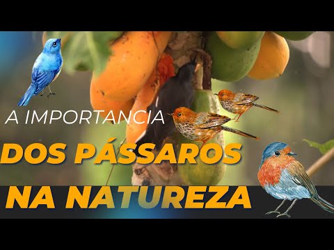 QUAL A IMPORTÂNCIA DOS PÁSSAROS #natureza