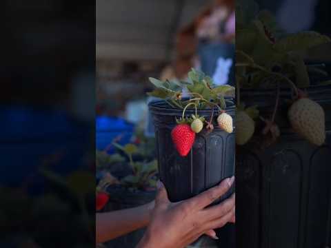 Strawberry की खेती 🌱🍓 | Strawberry Farming | #letsgardenup #shorts #strawberry