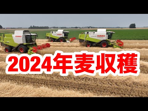 20247月21日年麦収穫　８日間　の収穫