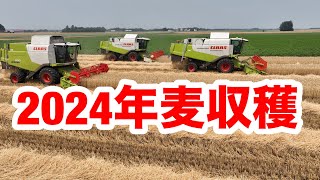 20247月21日年麦収穫　８日間　の収穫