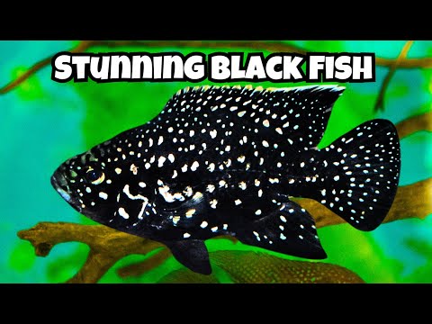 10 Stunning Black Aquarium Fish You Need to See