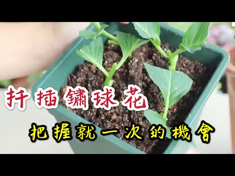 【天天小花農】扦插鏽球花，每年只有一個“機會”，錯過了再等一年