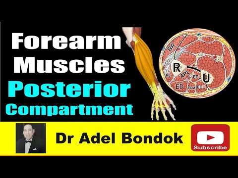 How do you Remember Every Muscle in the Forearm, Posterior Compartment? Dr Adel Bondok