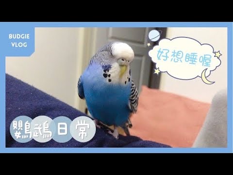 08｜鸚鵡日常｜打瞌睡😪💤｜虎皮鸚鵡 Budgie セキセイインコ【啾啾鳥日常】