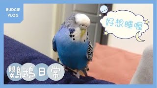 08｜鸚鵡日常｜打瞌睡😪💤｜虎皮鸚鵡 Budgie セキセイインコ【啾啾鳥日常】