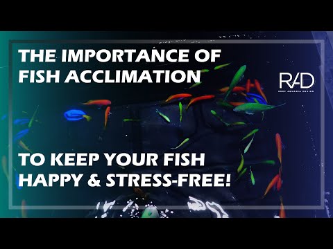 THE IMPORTANCE OF FISH ACCLIMATION TO KEEP YOUR FISH STRESS-FREE. BY REEF AQUARIA DESIGN.