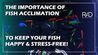 THE IMPORTANCE OF FISH ACCLIMATION TO KEEP YOUR FISH STRESS-FREE. BY REEF AQUARIA DESIGN.