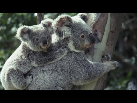 СУПЕР !Прекрасные животные.