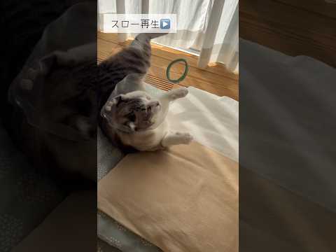 娘のヘアゴムを渡してみたら… #ねこ動画 #cat #ことねこくらし #保護猫 #子どもと猫