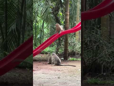 Monkey park wayanad🐒