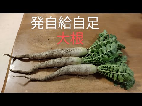 発自給自足　大根