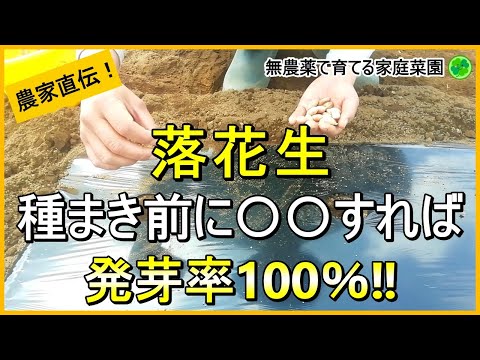 【落花生栽培】種まきの成功の秘訣は芽出しにあり！【有機農家直伝！無農薬で育てる家庭菜園】　24/5/18