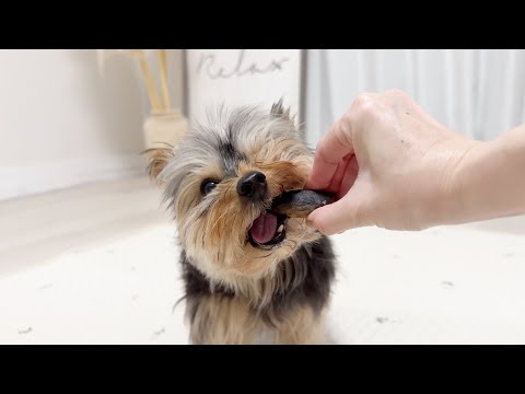 うなぎの頭を夢中で食べるヨークシャーテリア