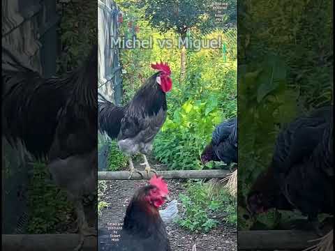 🐓 Michel vs. Miguel - battle of Silverudds Blå and Serama #chickens #rooster #hühner #farmanimals