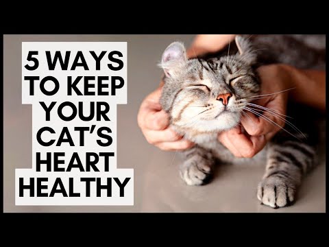 5 Ways to Keep Your Cat’s Heart Healthy