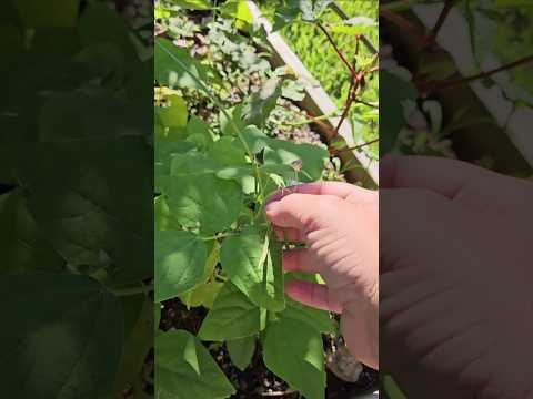 Are You Growing Your Thanksgiving Day Green Beans Like I Am??? || DHBG