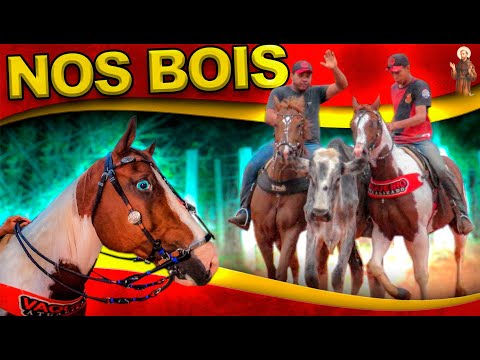 Coloquei o cavalo Paint Horse nos Bois