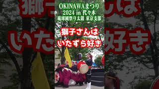 獅子さんはいたずら好き#okinawaまつり #琉球國祭り太鼓