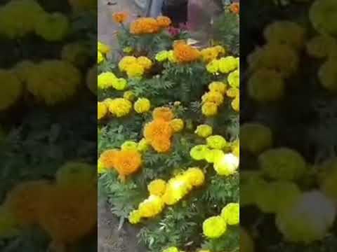 Hyderabad 13 th Grand nursery mela necklace Road ,🌹💐🌻🏵️🏵️👌#youtubeshorts #video #watching #viral