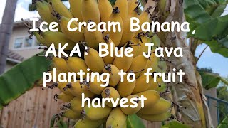 Ice Cream Banana harvest